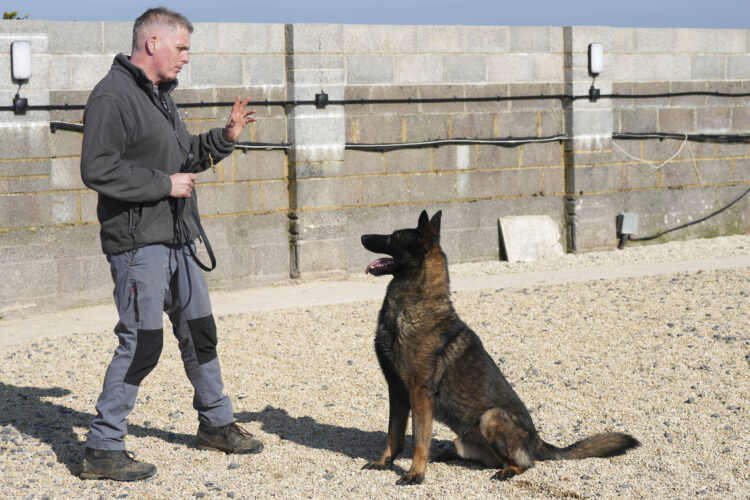 Pets with a toolkit: Protection dogs train to handle burglars as sports stars boost home security | News, Sports, Jobs